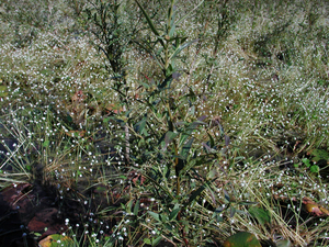 Photo By: Stephen M. Young. Photo taken: Suffolk County, NY on 19 September 2002